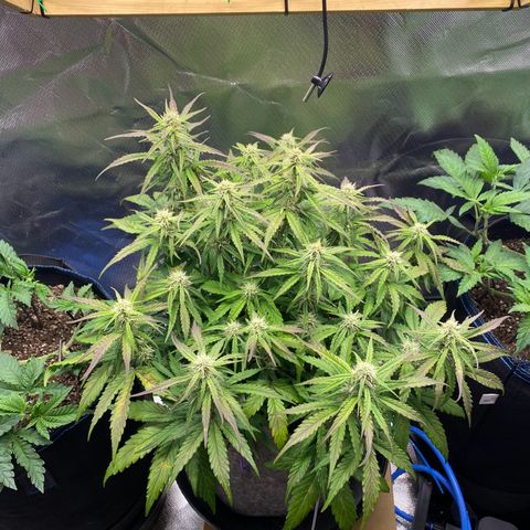 Don Orion growlog timeline photo