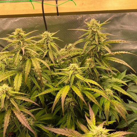 Don Orion growlog timeline photo