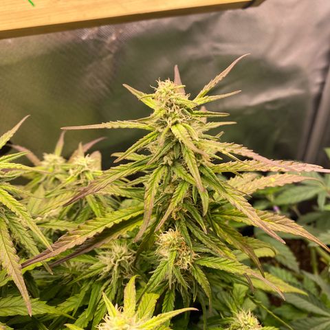 Don Orion growlog timeline photo
