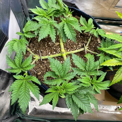 Late Queen #1 growlog timeline photo