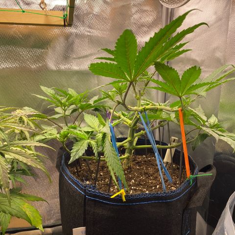 Early Queen #1 growlog timeline photo