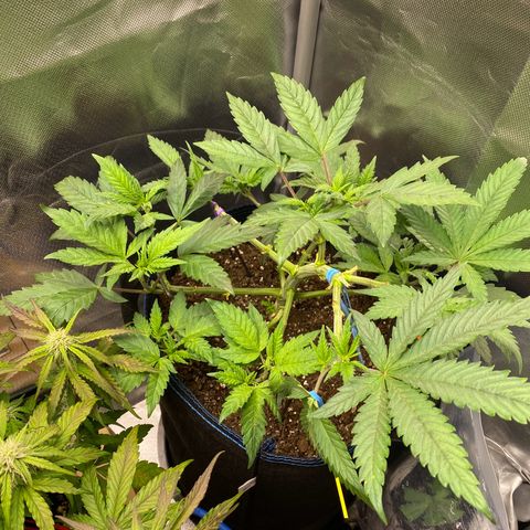 Early Queen #1 growlog timeline photo