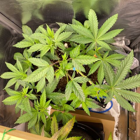 Early Queen #1 growlog timeline photo