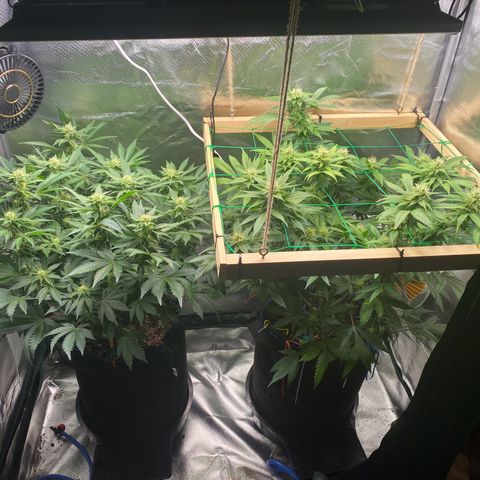 Early Queen #1 growlog photo: Left Early Queen, Right Late Queen