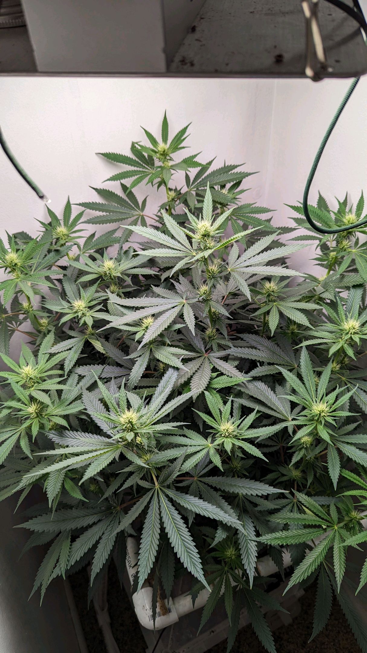 Silvertip growlog header