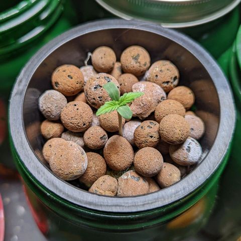 Banana growlog timeline photo