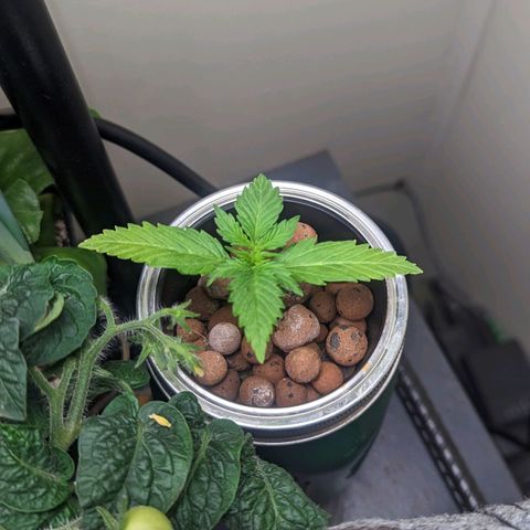 Banana growlog timeline photo