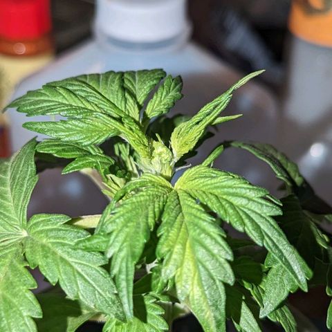 Banana growlog photo: Immediately post FIM