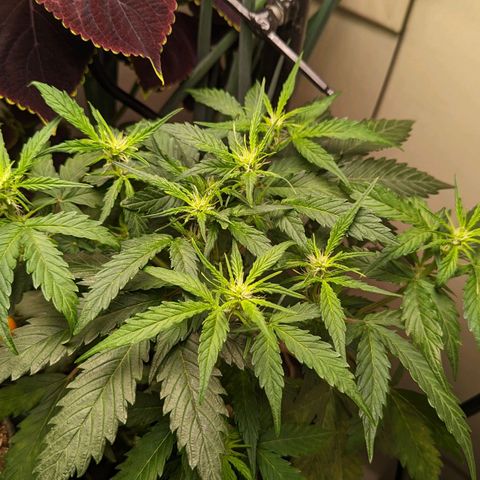 Banana growlog timeline photo