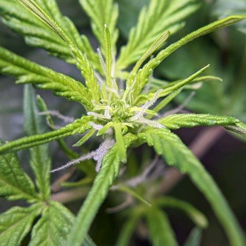 Banana growlog timeline photo