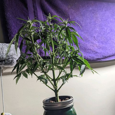 Banana growlog photo: Post gently big leafing 