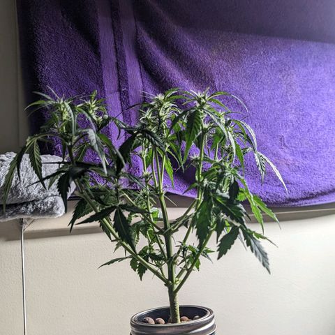 Banana growlog photo: Post gently big leafing 