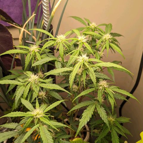 Banana growlog timeline photo