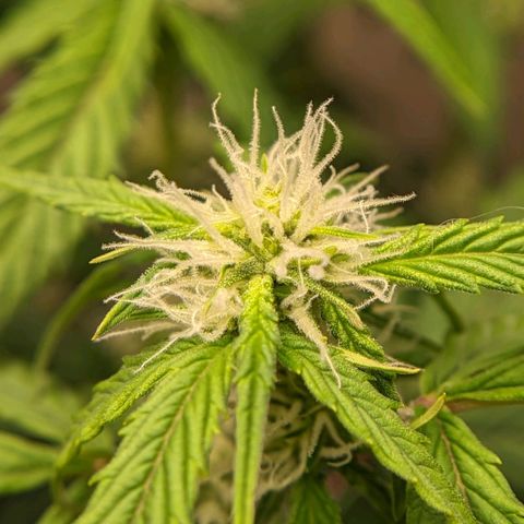 Banana growlog timeline photo