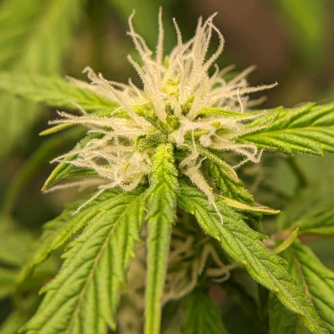 Banana growlog timeline photo