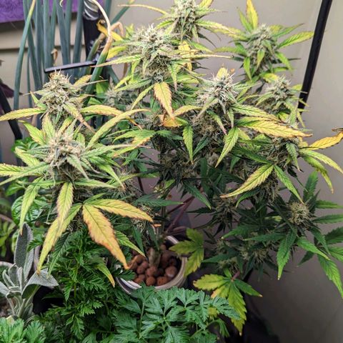 Banana growlog timeline photo