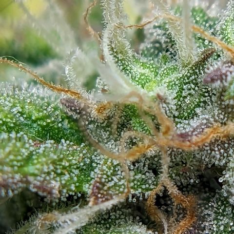 Banana growlog timeline photo