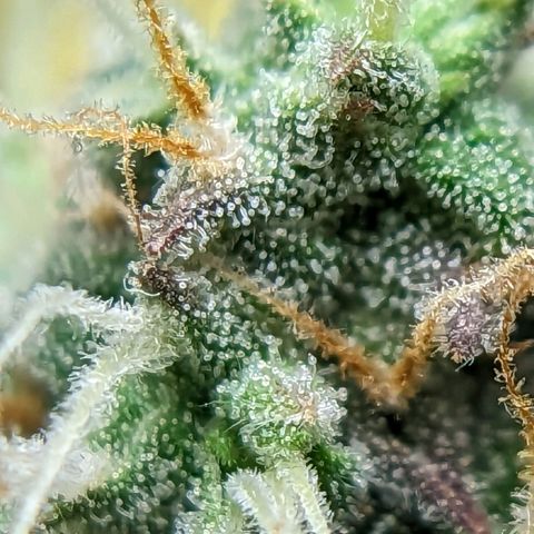 Banana growlog timeline photo