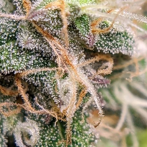 Banana growlog timeline photo