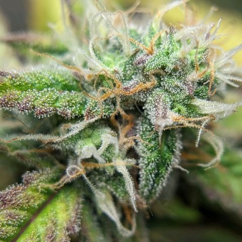 Banana growlog timeline photo