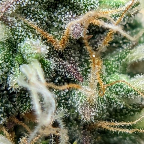 Banana growlog timeline photo