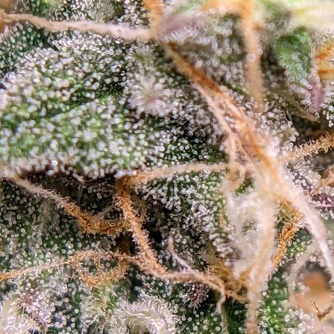 Banana growlog timeline photo