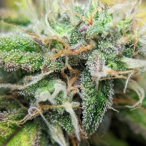 Banana growlog timeline photo