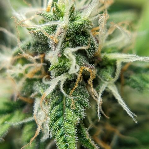 Banana growlog timeline photo