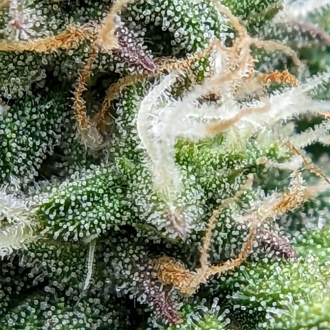 Banana growlog timeline photo