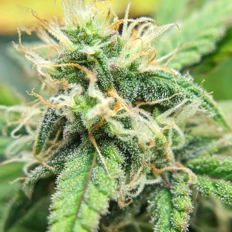 Banana growlog timeline photo