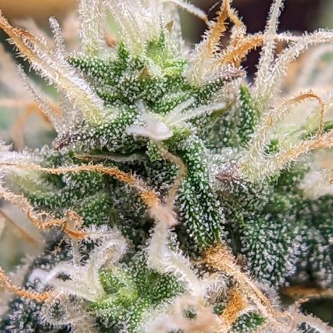 Banana growlog timeline photo