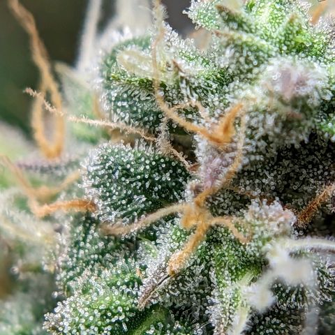 Banana growlog timeline photo