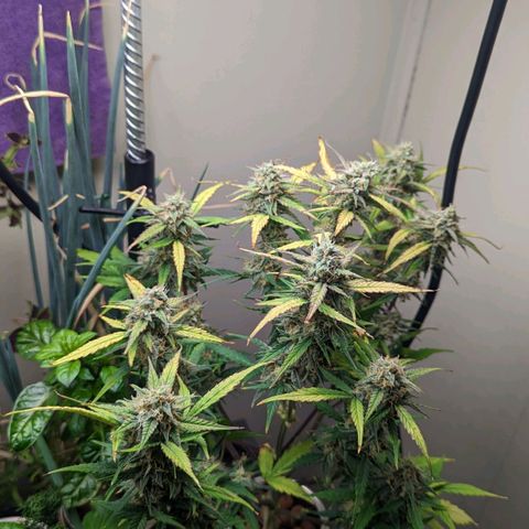 Banana growlog timeline photo