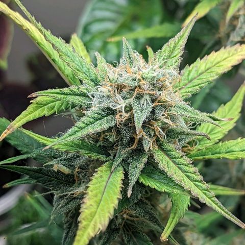 Banana growlog timeline photo