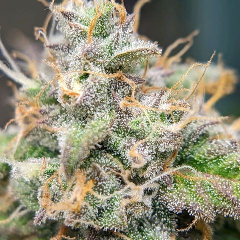 Banana growlog timeline photo