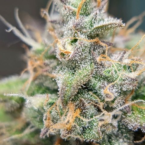 Banana growlog timeline photo