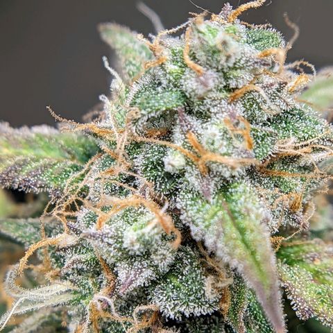 Banana growlog timeline photo