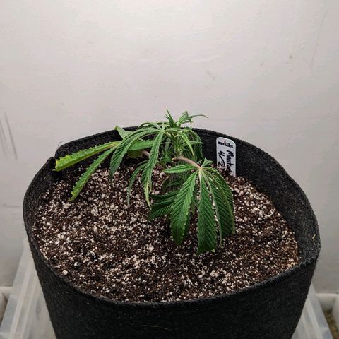 Silvertip  growlog photo