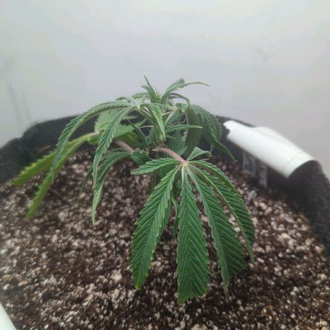 Silvertip  growlog photo