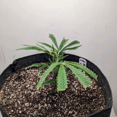Silvertip  growlog photo