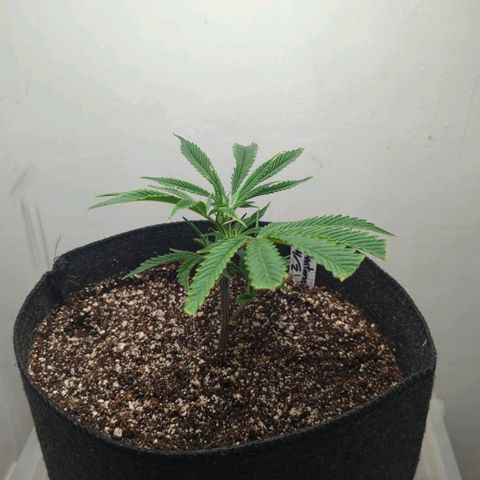 Silvertip  growlog photo
