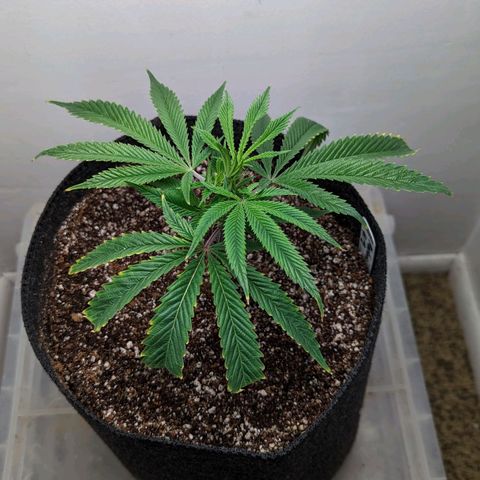 Silvertip  growlog timeline photo