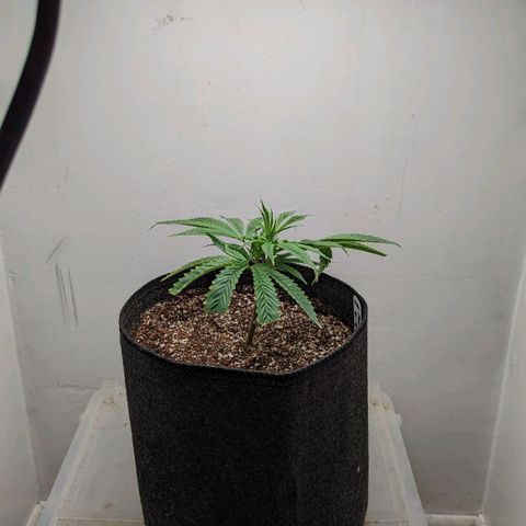 Silvertip  growlog timeline photo