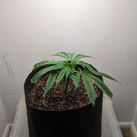 Silvertip  growlog timeline photo