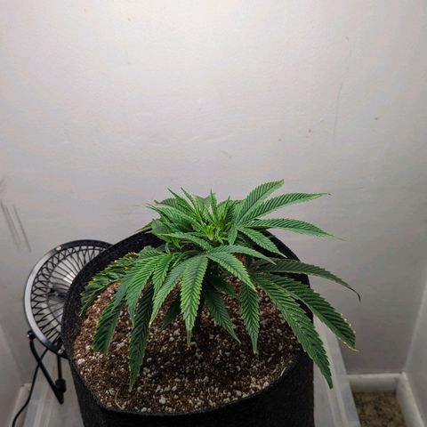 Silvertip  growlog timeline photo