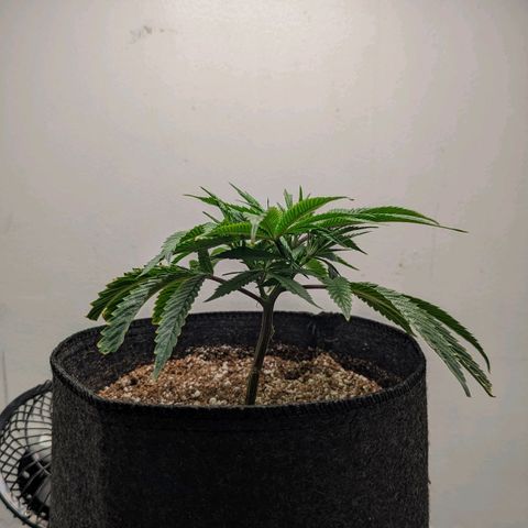 Silvertip  growlog timeline photo