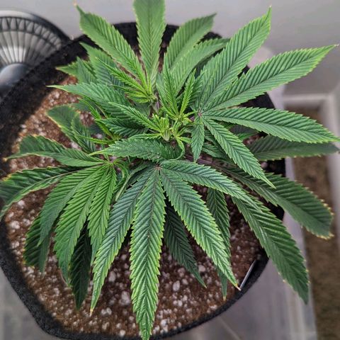 Silvertip  growlog timeline photo