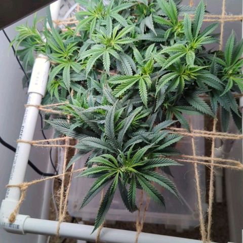 Silvertip  growlog timeline photo