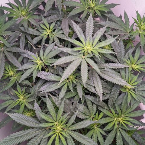 Silvertip  growlog timeline photo