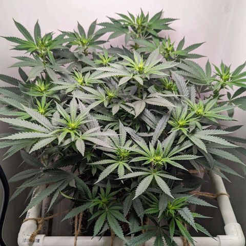 Silvertip  growlog timeline photo